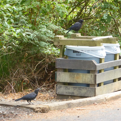 Crows at trash bins Harris Beach SP