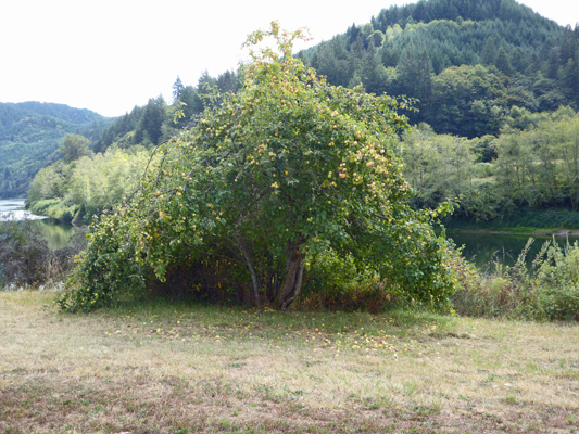 Apple tree along Umpqua River OR