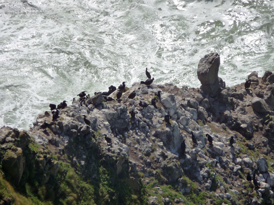 Cormorants on rocks near Heceta Head