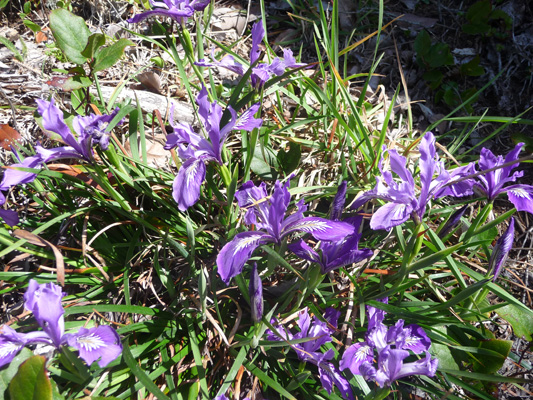 Douglas’s Irises (Iris douglasiana)