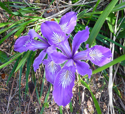 Douglas’s Irises (Iris douglasiana)