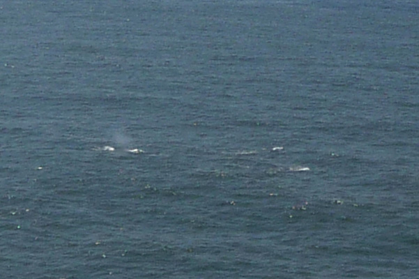 Four whales Heceta Head