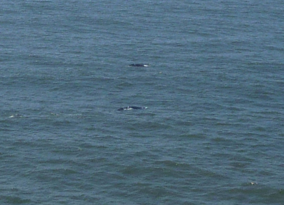 Whales Heceta Head 