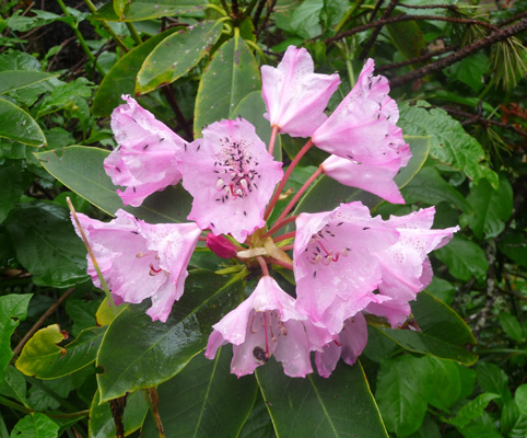 Native Rhododendron Washburne SP campground