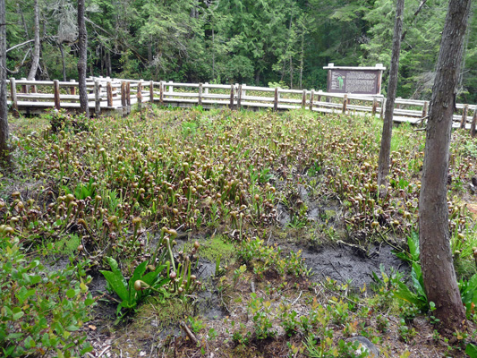 Darlingtonia californica bog