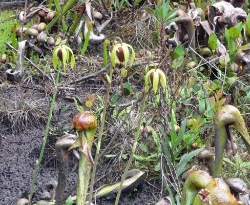 Darlingtonia californica cobra lily