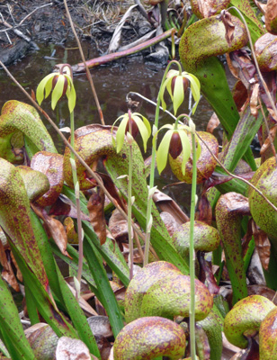 Darlingtonia californica cobra lily