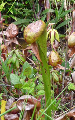 Darlingtonia californica Cobra lily