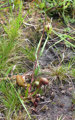 Darlingtonia californica cobra lily