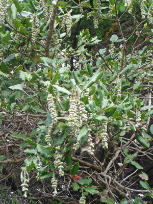 Silk tassel bush