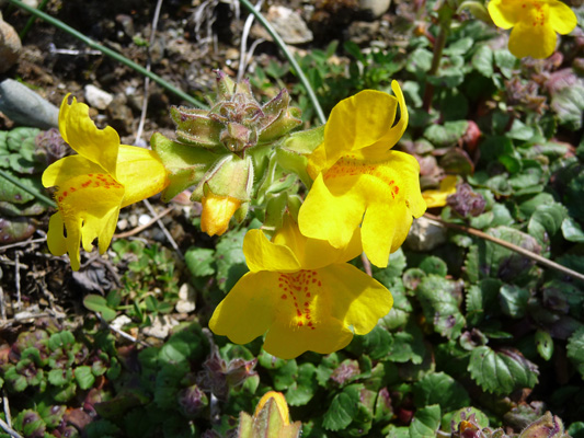 Monkey Flowers (Mimulus guttatus)