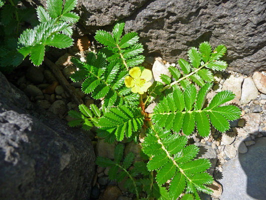 Pacific Silverweed (Argentina anserina)