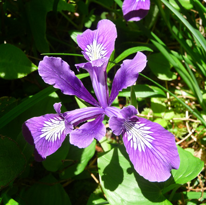 Douglas Irises (Iris douglasii)