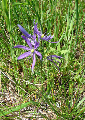 Common Camas (Camassia quamash)