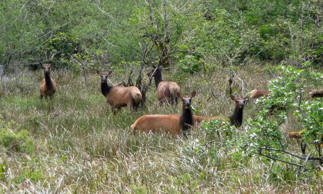 Elk north of Florence OR