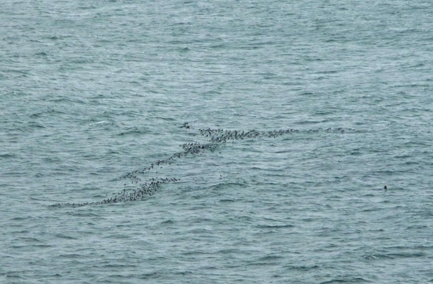 Common Murres in raft position