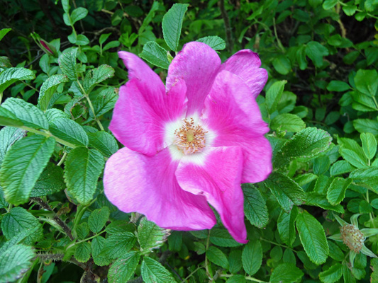 Heceta Head trail rugosa rose