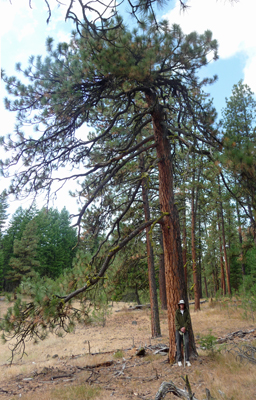 Walter Cooke Ponderosa Pine Oregon Trail