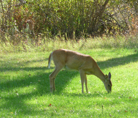 Deer Hilgard Junction State Park