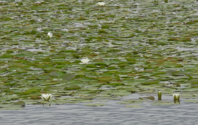 Water lilies Hot Lake Springs OR