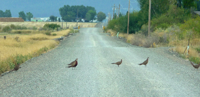 Pheasants in the road near La Grande OR