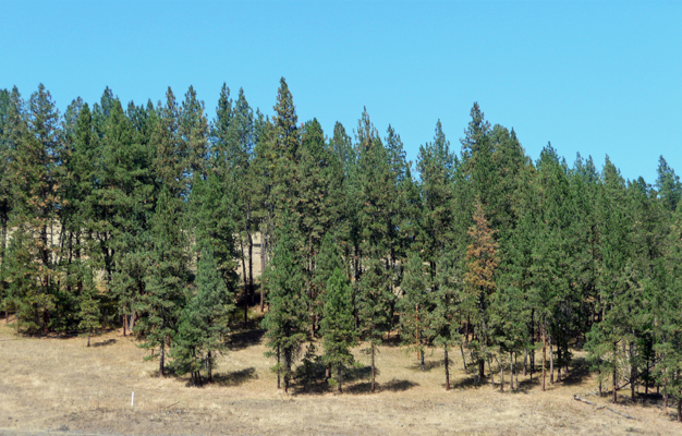 Oregon Trail near Hilgard Junction SP