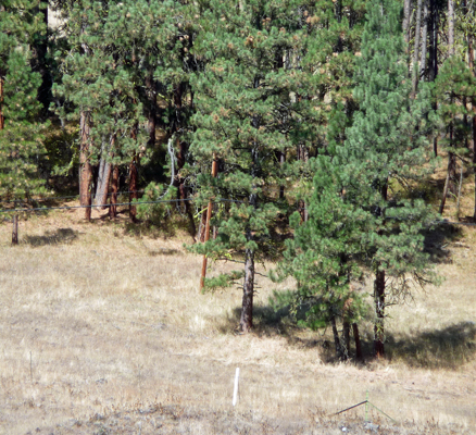Oregon Trail white marker near Hilgard Junction SP