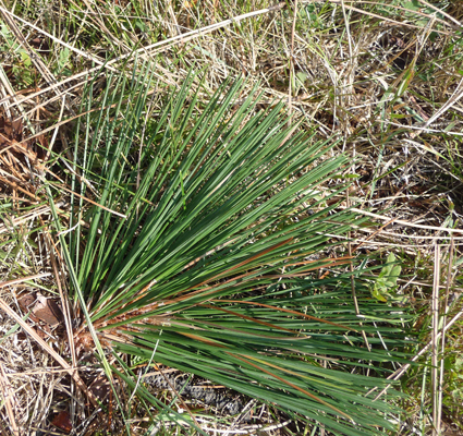 Needle tuft Ponderosa Pine