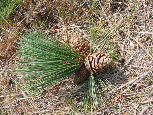 Ponderosa Pine cones and needles