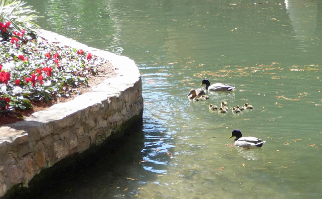 Ducks and ducklings Riverwalk