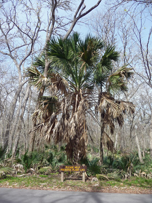 Palm Tree Palmetto SP