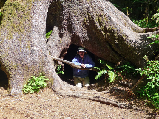 Walter Cooke hollow tree base