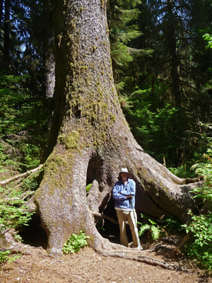 Walter Cooke and old Nurse Log Tree