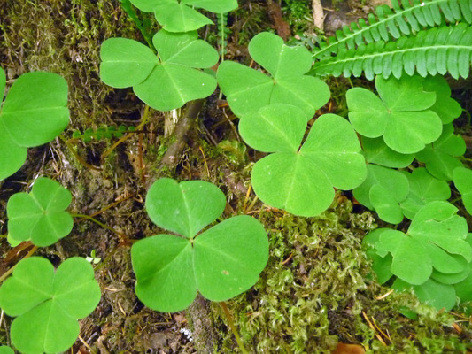 Oxalis at Hoh Rain Forest