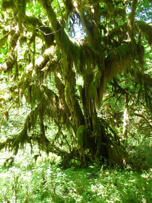 Moss draped Maple Hoh Rain Forest