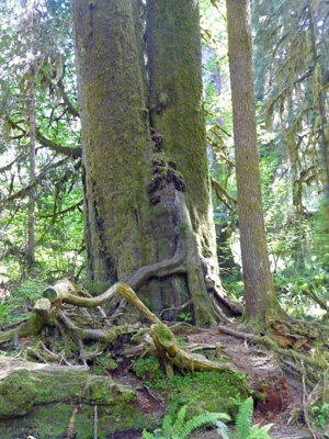 Entangled roots of nurse log trees