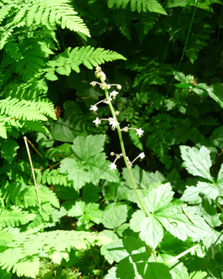 Foamflower (Tiarella trifoliata)