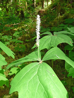Vanilla Leaf (Achlys triphylla)