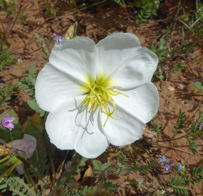 White-stem Evening-primrose (Oenothera albicaulis)