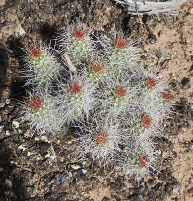 Scarlet Hedgehog Cactus (Echinocereus coccineus)