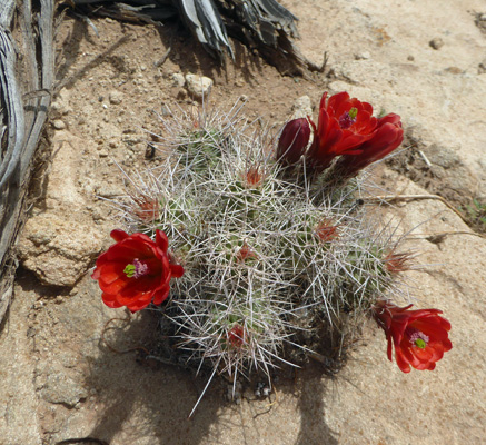 Scarlet Hedgehog Cactus (Echinocereus coccineus)