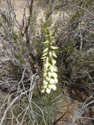 Navajo Yuccas (Yucca baileyi)