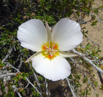 Sego lilies (Calochortus nuttallii)