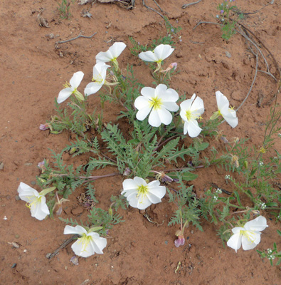 White-stem Evening-primrose (Oenothera albicaulis)