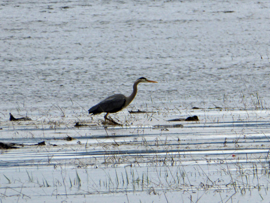  Great Blue Heron 