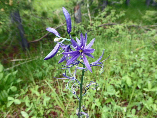 Common Camas (Camassia quamash)