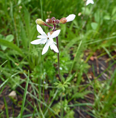 Smallflower woodlandstar (Lithopharagma parviflora)