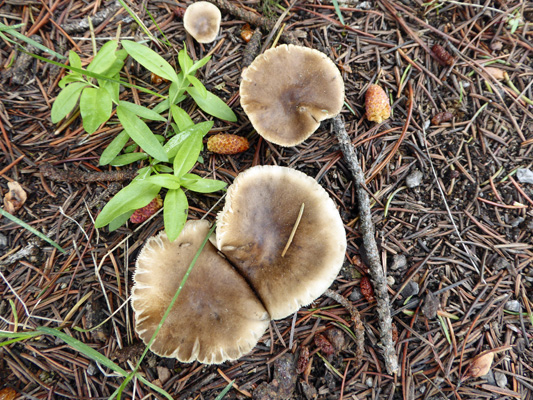 Mushrooms Lake Cascade