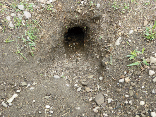 Ground squirrel hole