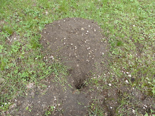Ground squirrel mound and hole